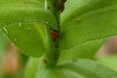 Aphidoletes aphidimyza