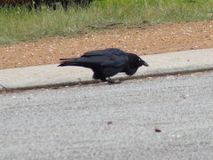 Corvus coronoides perplexus