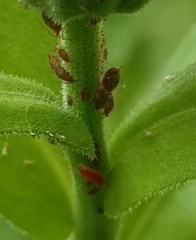 Aphidoletes aphidimyza