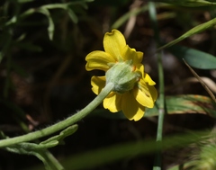 Pseudobahia peirsonii