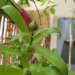 Aphidoletes aphidimyza