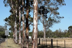 Eucalyptus argophloia