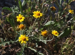 Pseudobahia peirsonii