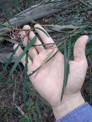 Grevillea longifolia