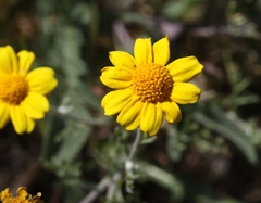 Pseudobahia peirsonii