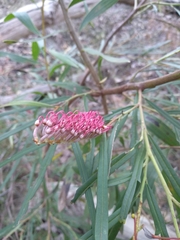 Grevillea longifolia