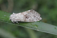 Lichnoptera pollux