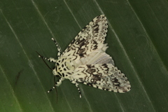 Lichnoptera pollux