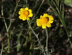 Pseudobahia peirsonii