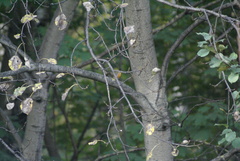 Erithacus rubecula
