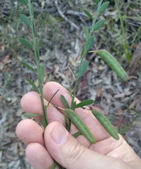 Bossiaea heterophylla