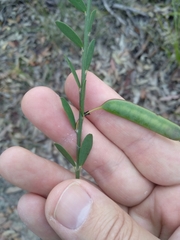 Bossiaea heterophylla