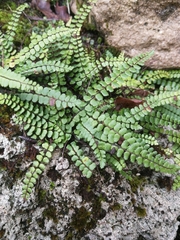 Asplenium trichomanes