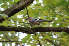Garrulus glandarius
