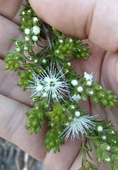 Kunzea ambigua