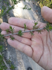 Kunzea ambigua