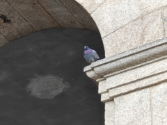 Columba livia domestica