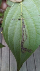 Phytomyza agromyzina group