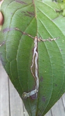 Phytomyza agromyzina group