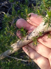 Kunzea ambigua