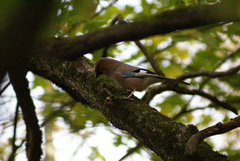 Garrulus glandarius