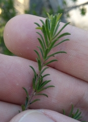 Kunzea ambigua