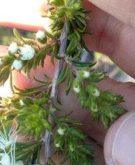 Kunzea ambigua