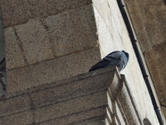 Columba livia domestica
