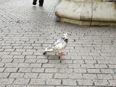 Columba livia domestica