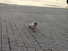 Columba livia domestica