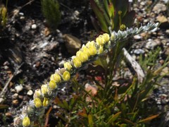 Aspalathus caledonensis