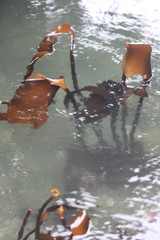 Laminaria sinclairii