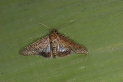 Nagara