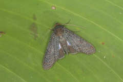 Nagara