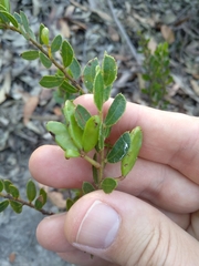 Acacia hispidula
