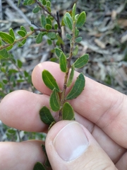 Acacia hispidula