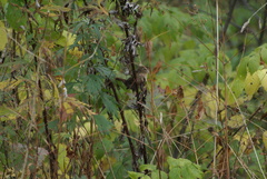 Troglodytes troglodytes