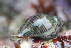 Acanthinucella