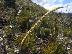 Aspalathus caledonensis