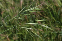 Bromus sterilis