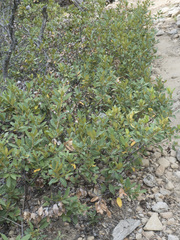 Chrysolepis chrysophylla minor