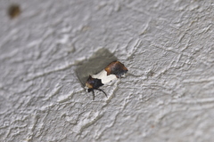 Bryolymnia marginata