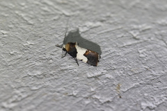 Bryolymnia marginata