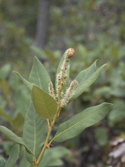 Chrysolepis chrysophylla minor