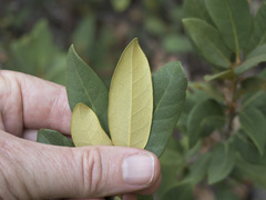 Chrysolepis chrysophylla minor