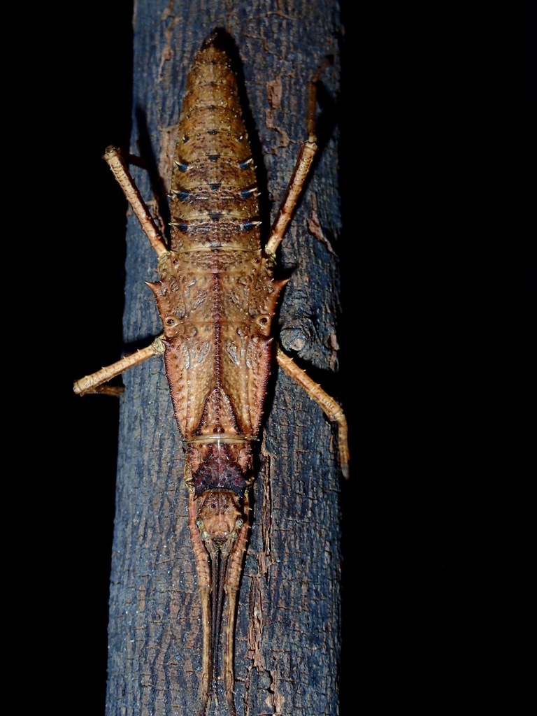 Tisamenus deplanatus