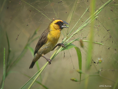 Pachyphantes superciliosus