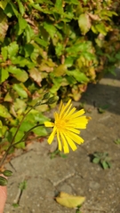 Hieracium glaucinum similatum