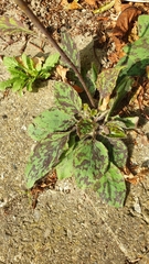 Hieracium glaucinum similatum