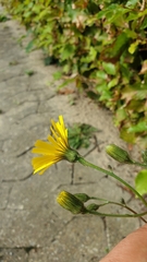Hieracium glaucinum similatum
